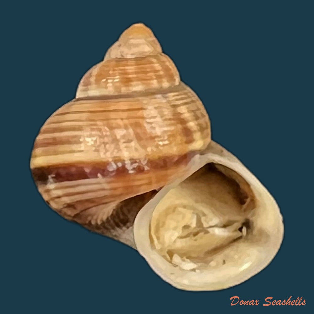 tropidophora-consocia-pfeiffer-1848-18-6mm-copia