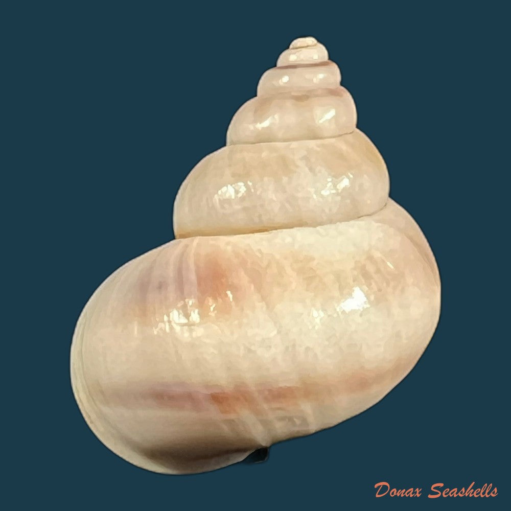 tropidophora-coquandiana-petit-de-la-saussaye-1841-24-5mm-copia