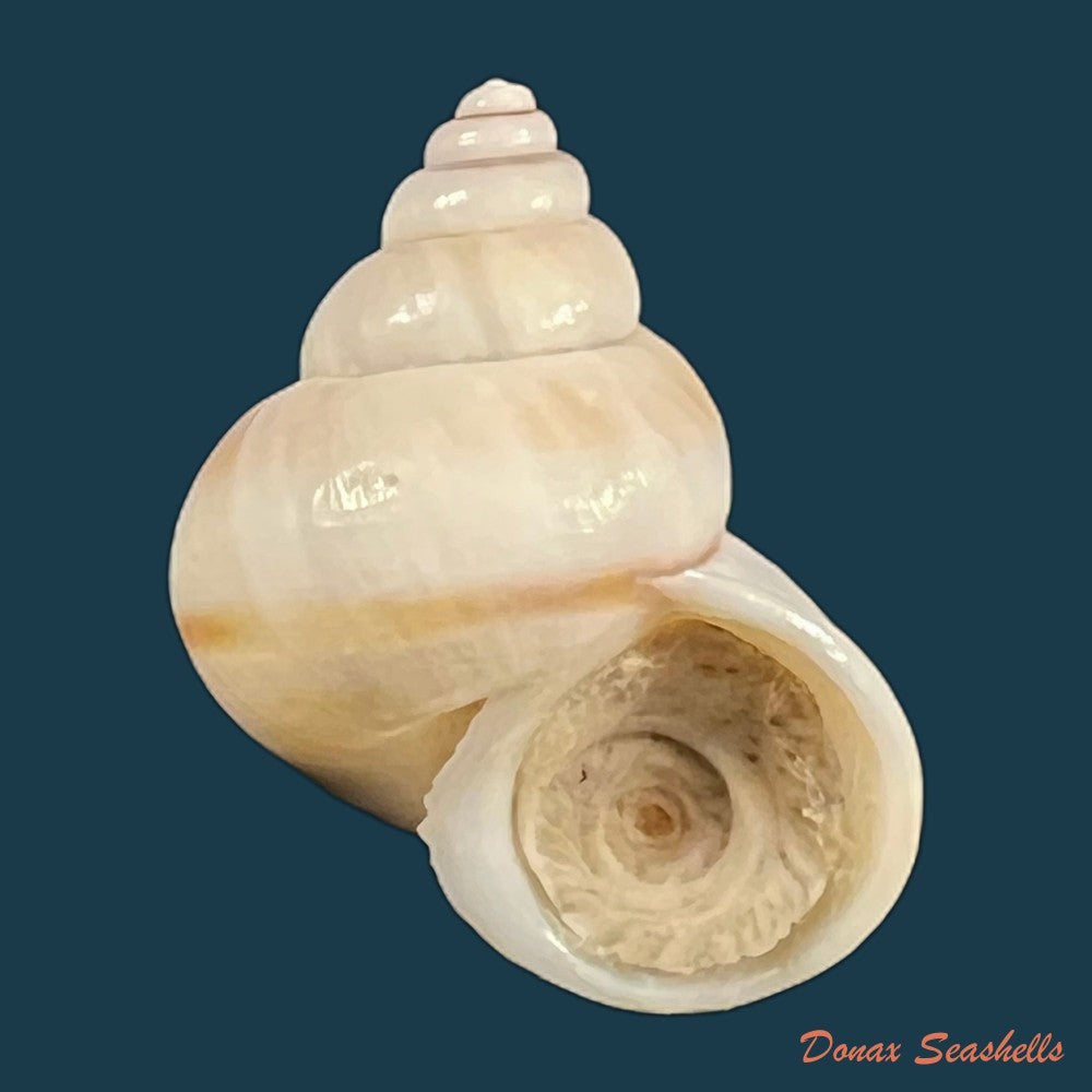 tropidophora-coquandiana-petit-de-la-saussaye-1841-24-5mm-copia
