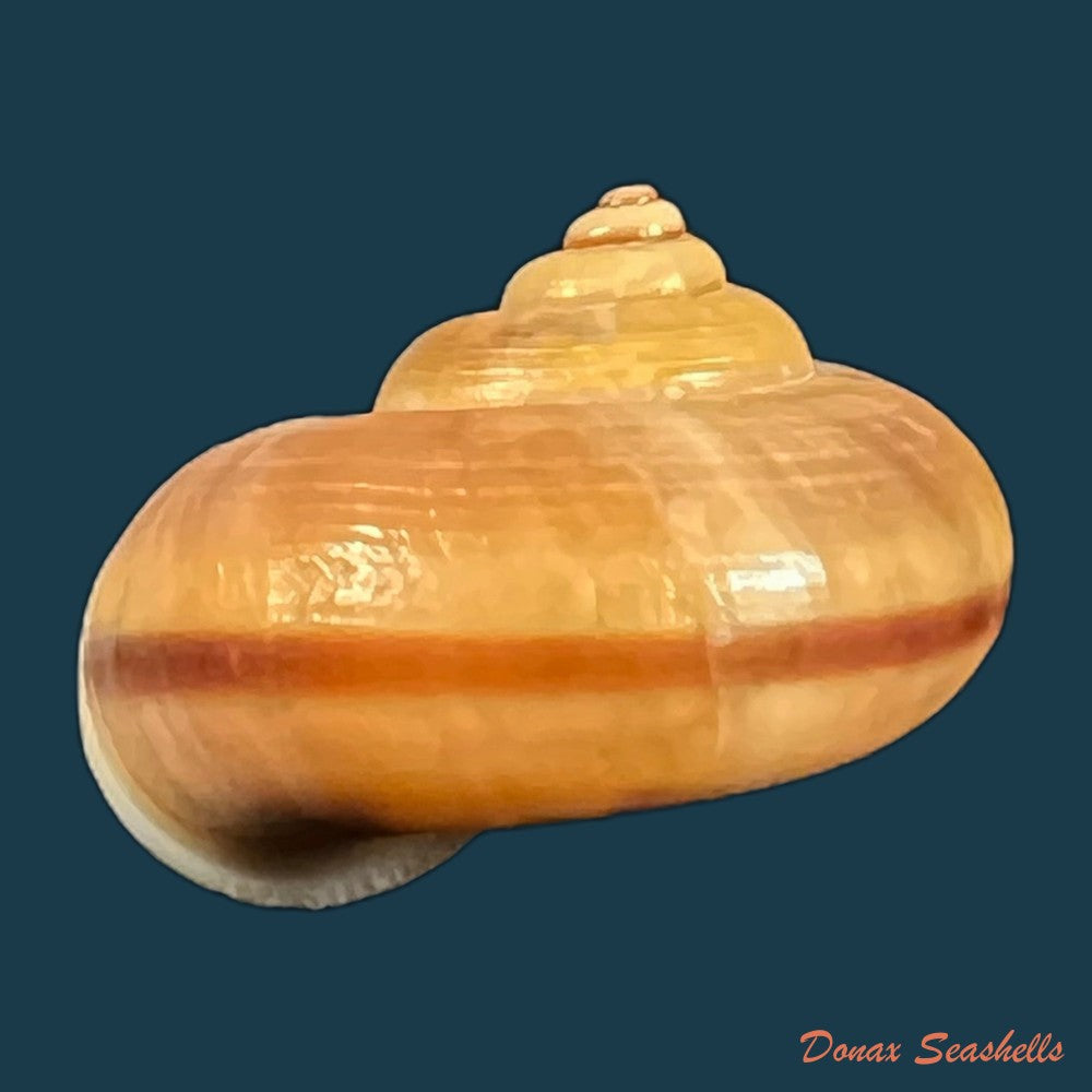 tropidophora-coquandiana-petit-de-la-saussaye-1841-26-3mm-copia