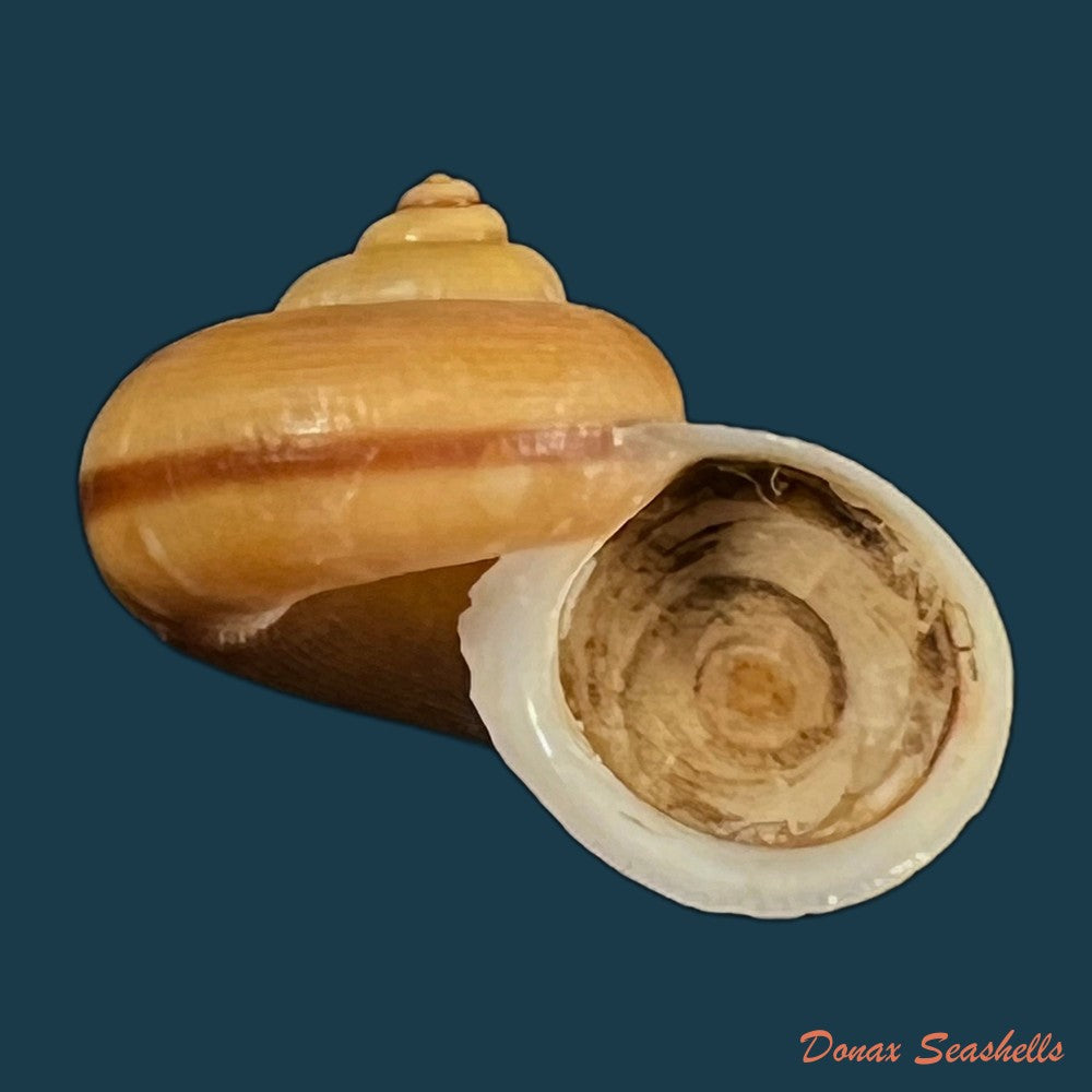 tropidophora-coquandiana-petit-de-la-saussaye-1841-26-3mm-copia