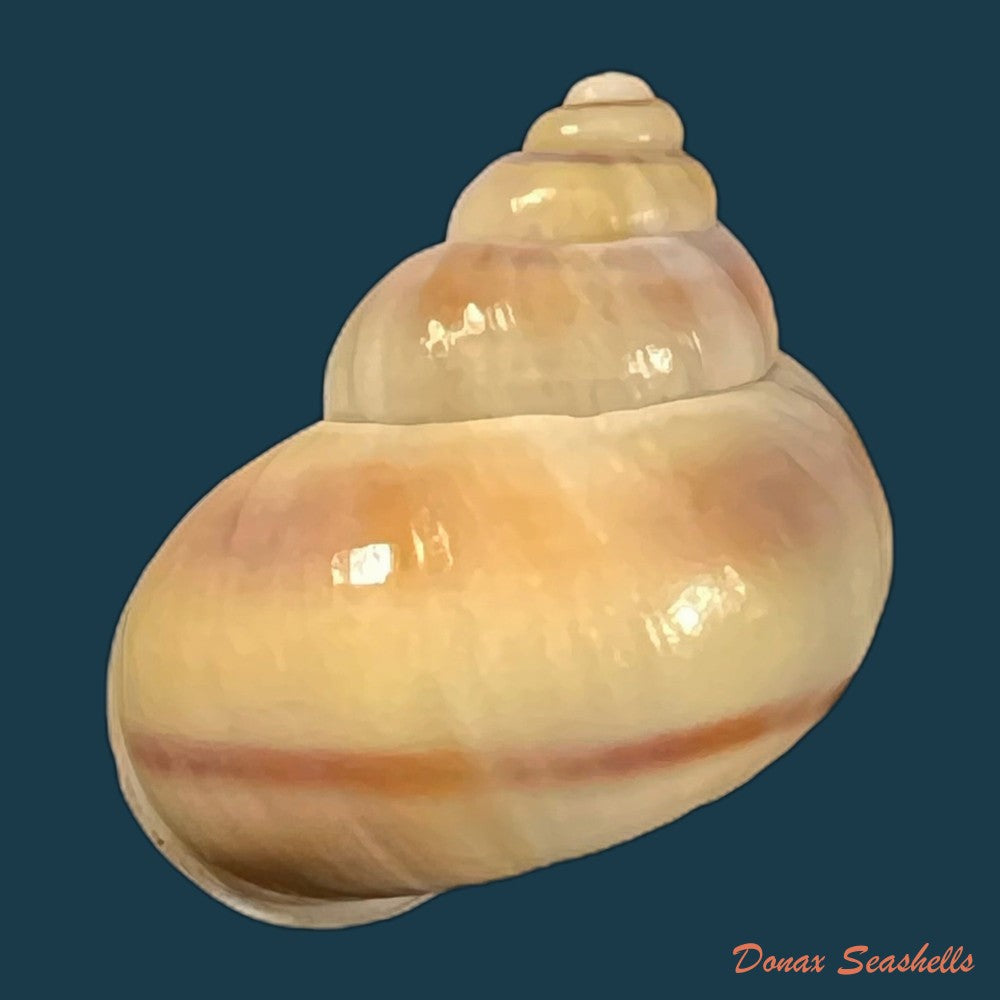 tropidophora-coquandiana-petit-de-la-saussaye-1841-27-3mm-copia