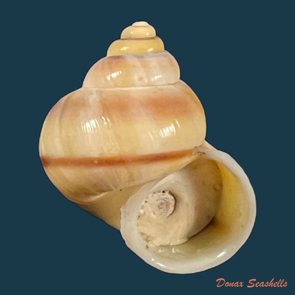 tropidophora-coquandiana-petit-de-la-saussaye-1841-27-3mm-copia