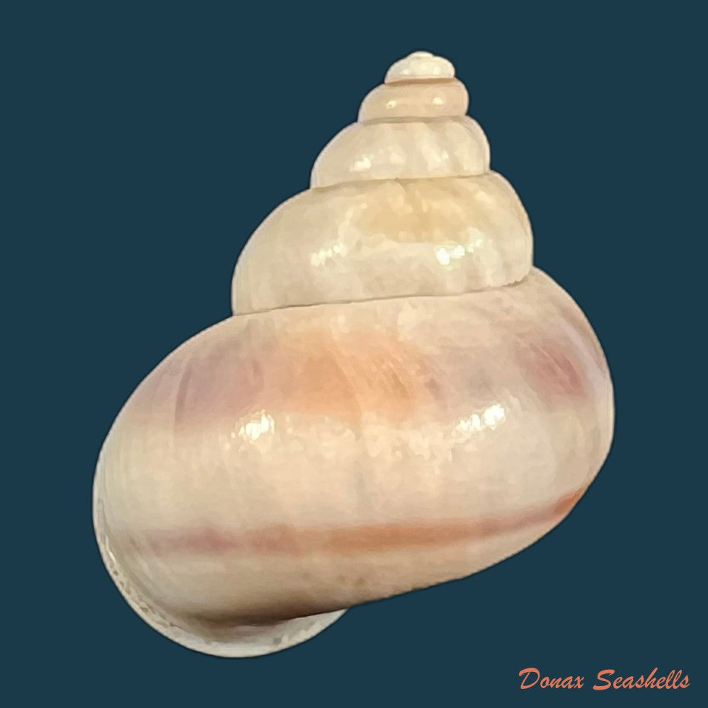 tropidophora-coquandiana-petit-de-la-saussaye-1841-28mm-copia