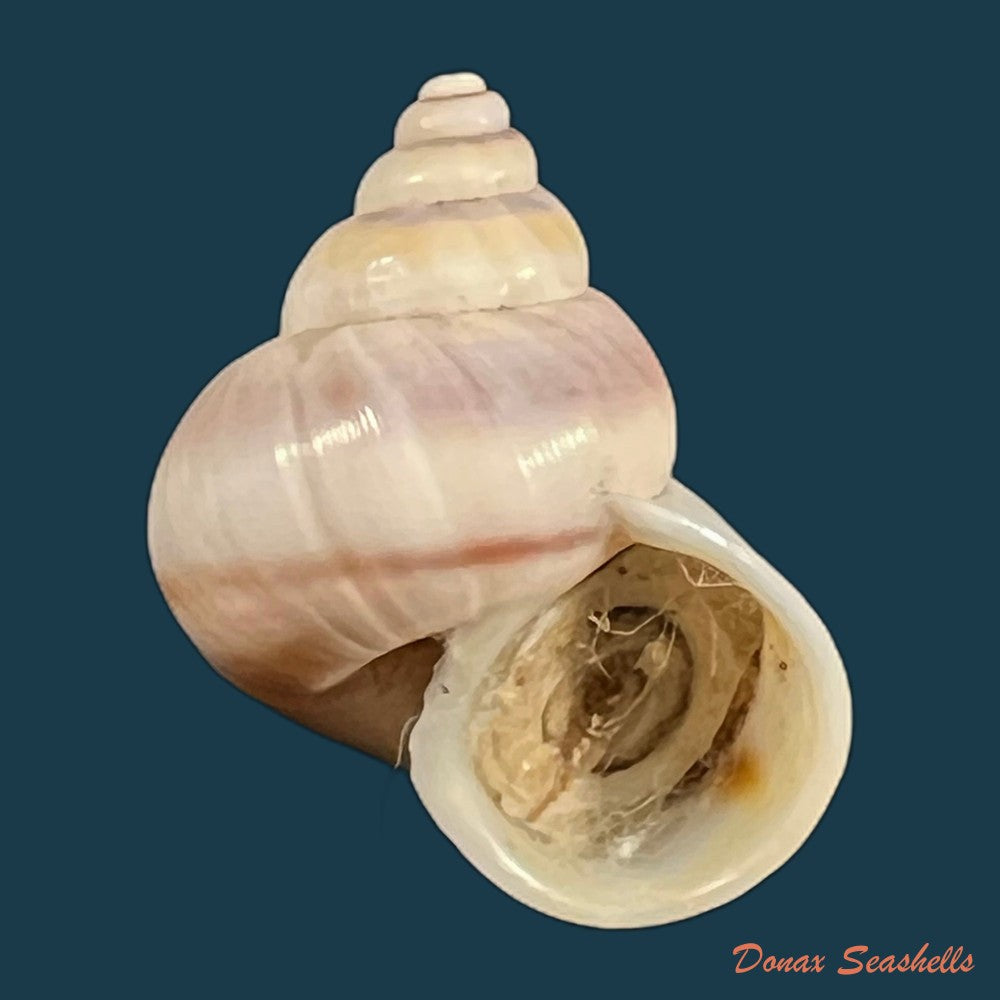 tropidophora-coquandiana-petit-de-la-saussaye-1841-28mm-copia