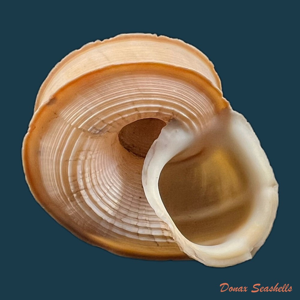 tropidophora-cuvieriana-petit-de-la-saussaye-1841-68-4mm-copia