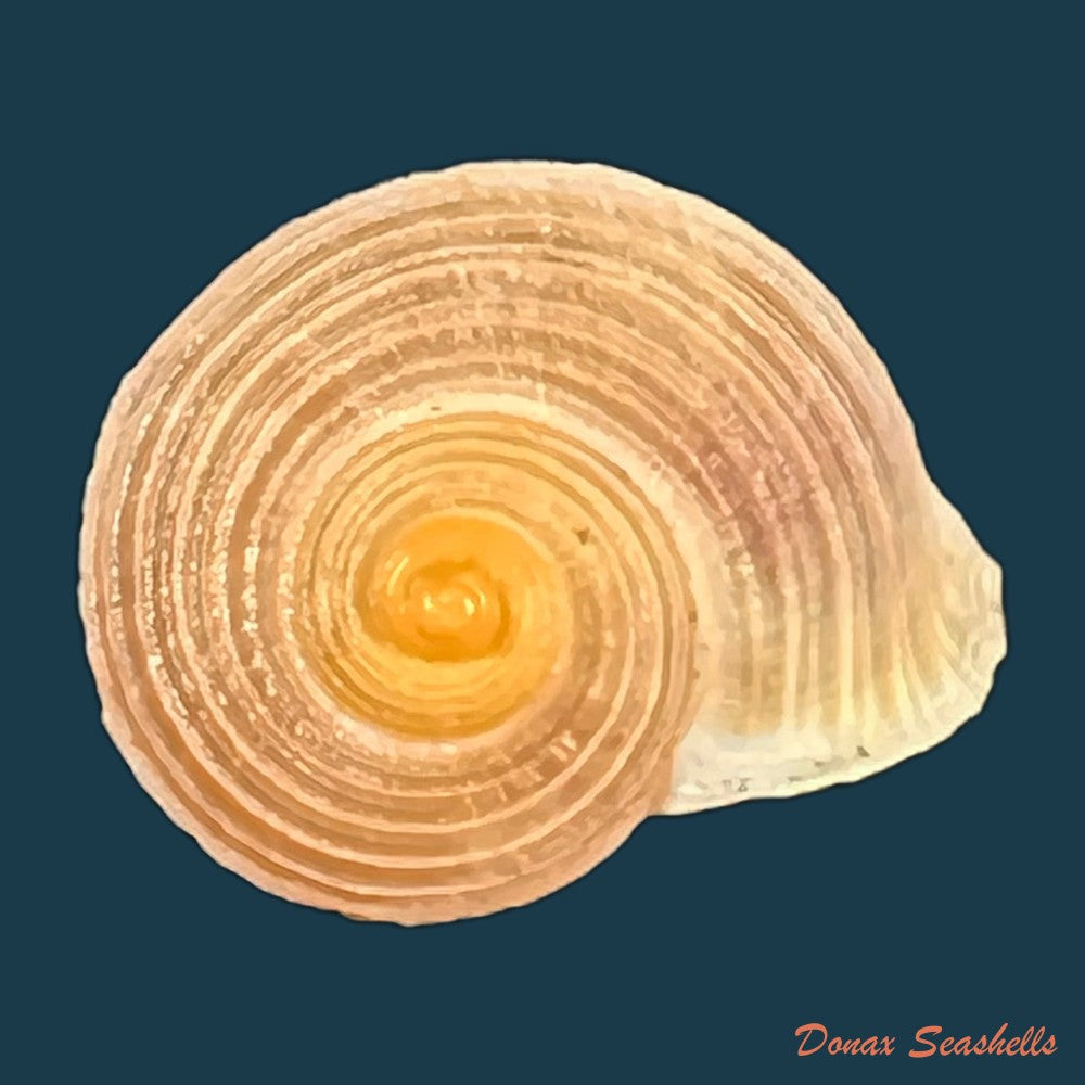 tropidophora-deshayesiana-pfeiffer-1851-20-7mm-copia