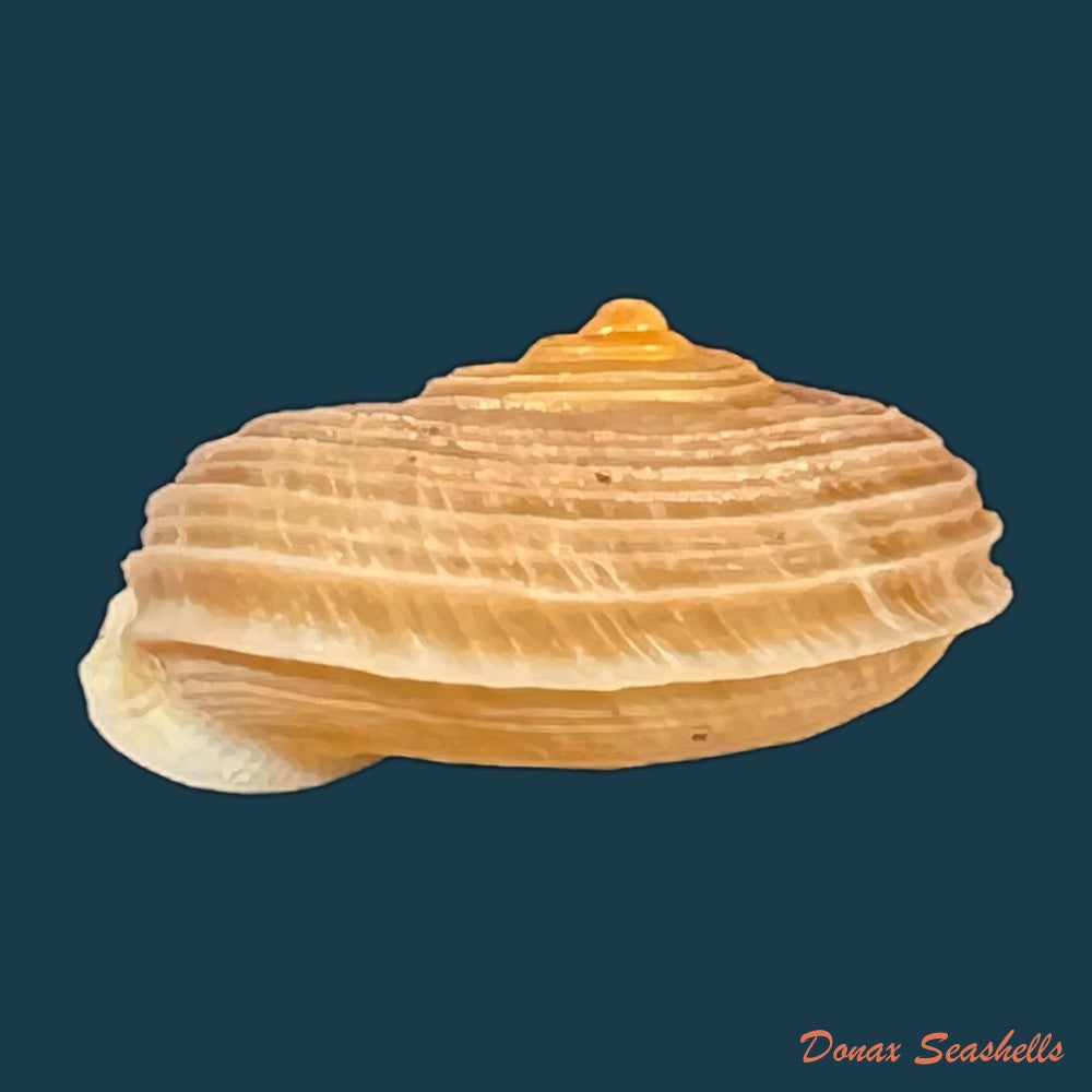 tropidophora-deshayesiana-pfeiffer-1851-20-7mm-copia