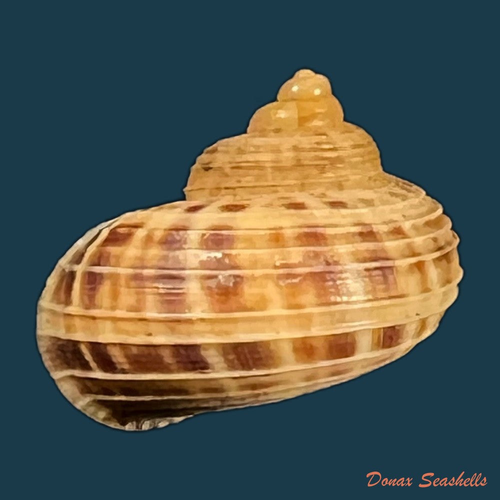 tropidophora-dingeoni-f-piette-blanc-1969-12-1mm-copia