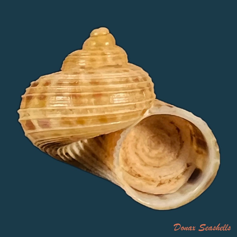 tropidophora-dingeoni-f-piette-blanc-1969-12-1mm-copia