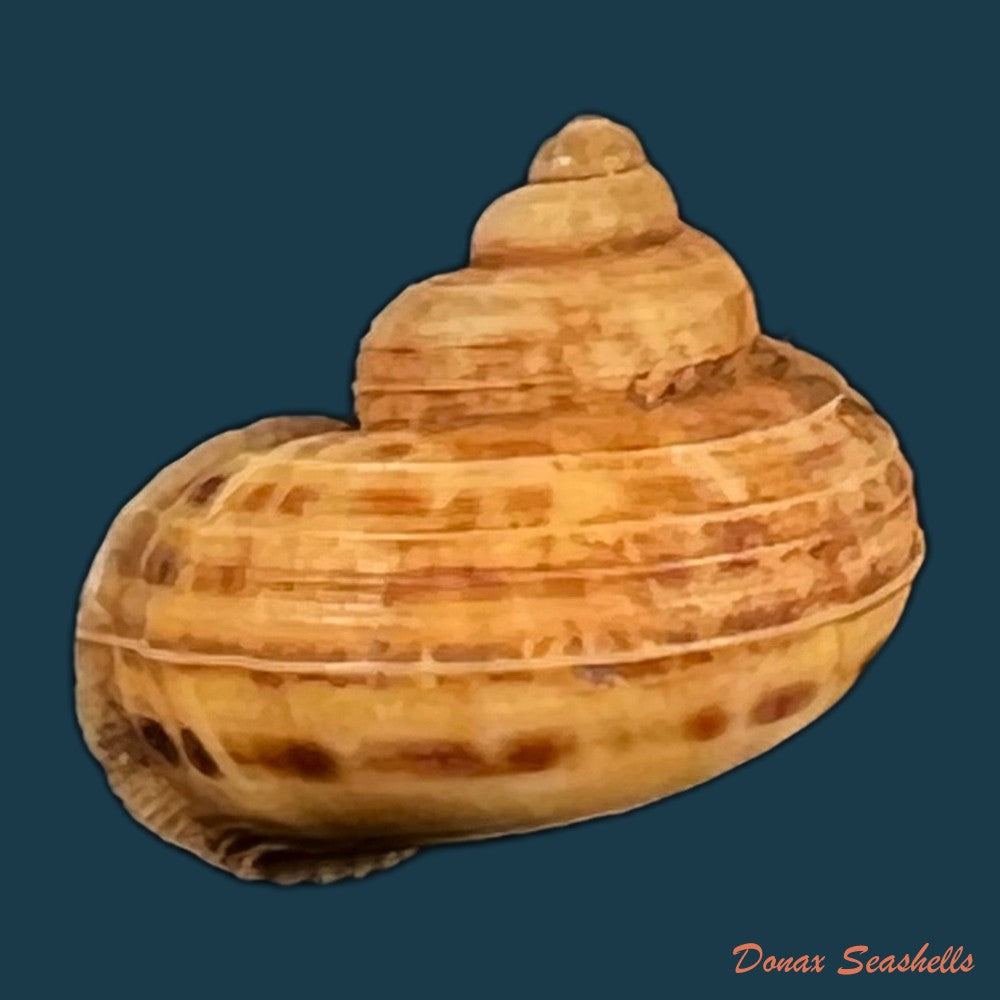 tropidophora-dingeoni-fischer-piette-f-blanc-salvat-1969-12-1mm-copia