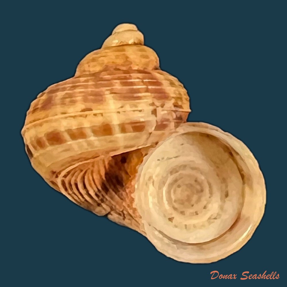 tropidophora-dingeoni-fischer-piette-f-blanc-salvat-1969-12-8mm-copia