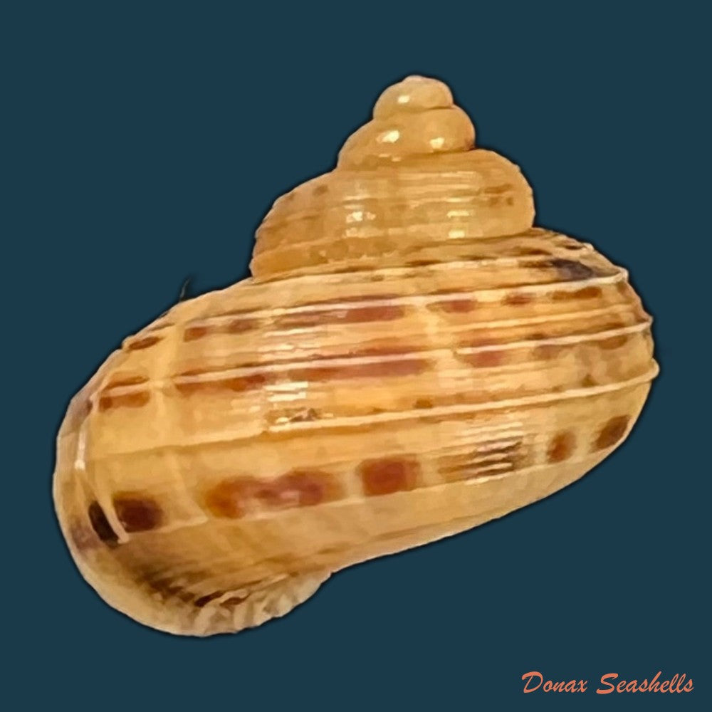 tropidophora-dingeoni-fischer-piette-f-blanc-salvat-1969-14mm-copia