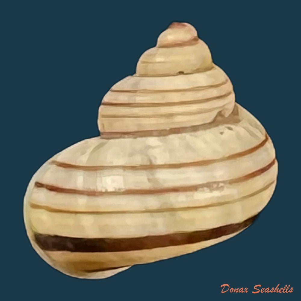 tropidophora-goudotiana-g-b-sowerby-ii-1853-11-6mm-copia