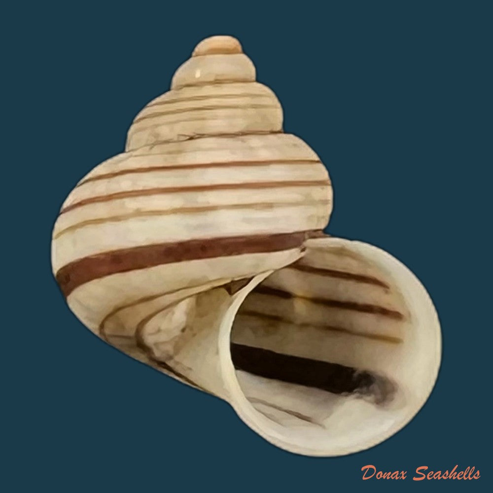 tropidophora-goudotiana-g-b-sowerby-ii-1853-11-8mm-copia