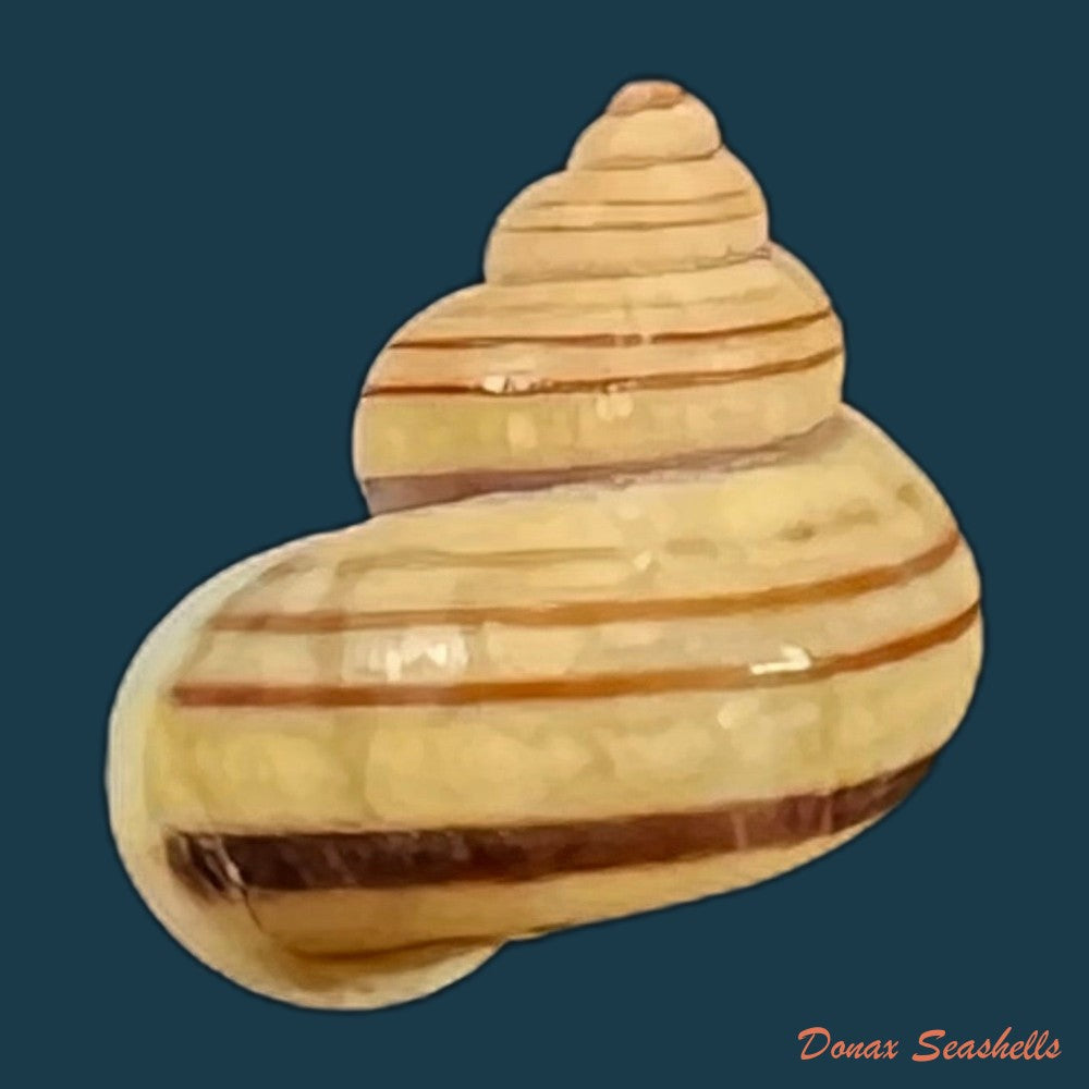 tropidophora-goudotiana-g-b-sowerby-ii-1853-11-9mm-copia