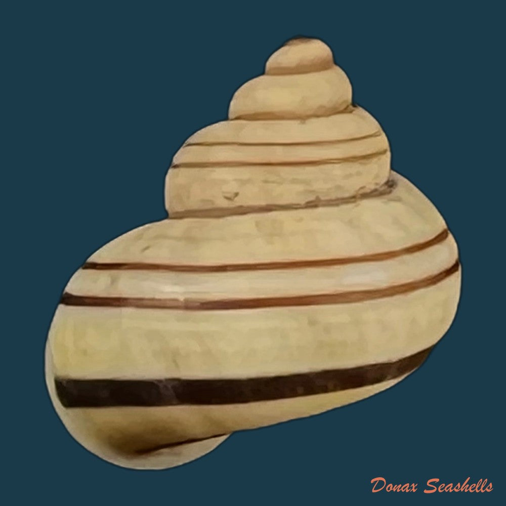 tropidophora-goudotiana-g-b-sowerby-ii-1853-13-1mm-copia