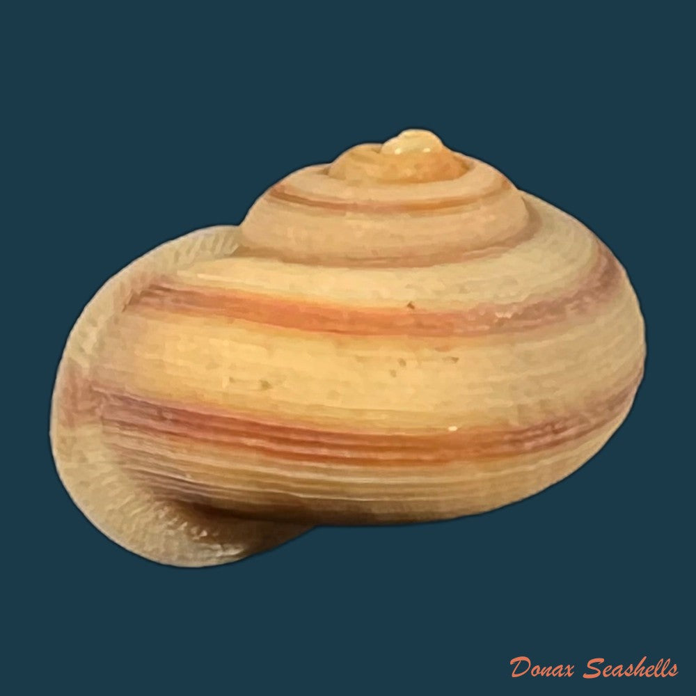 tropidophora-ligata-o-f-muller-1774-17-1mm-copia