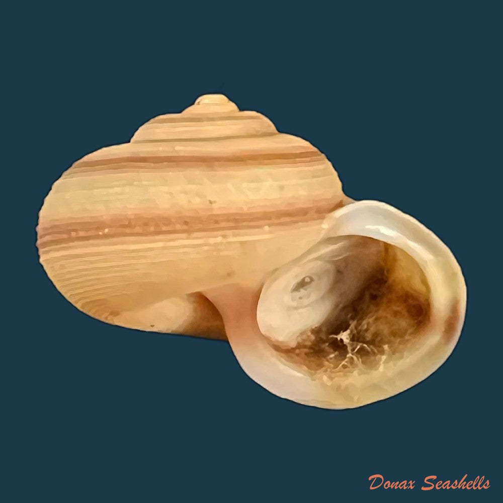 tropidophora-ligata-o-f-muller-1774-17-1mm-copia