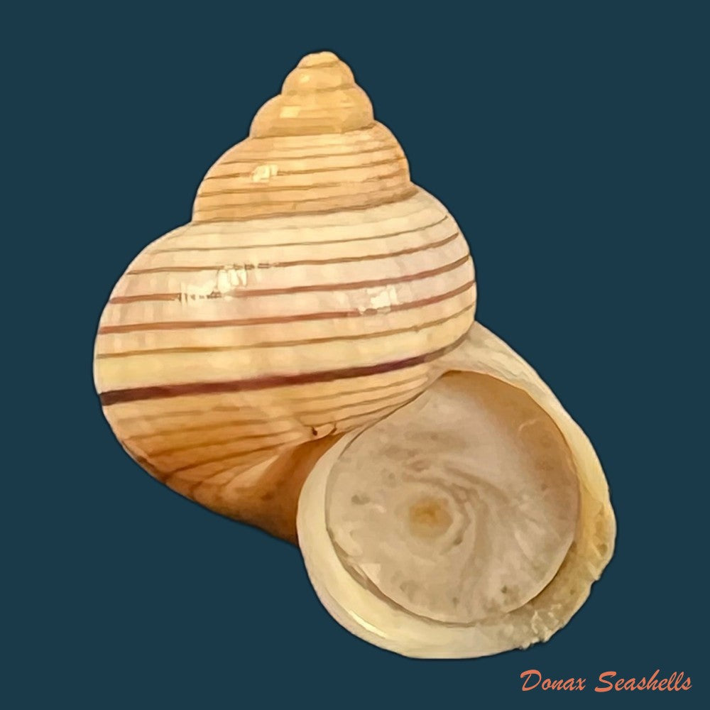 tropidophora-ligata-o-f-muller-1774-17-7mm-copia