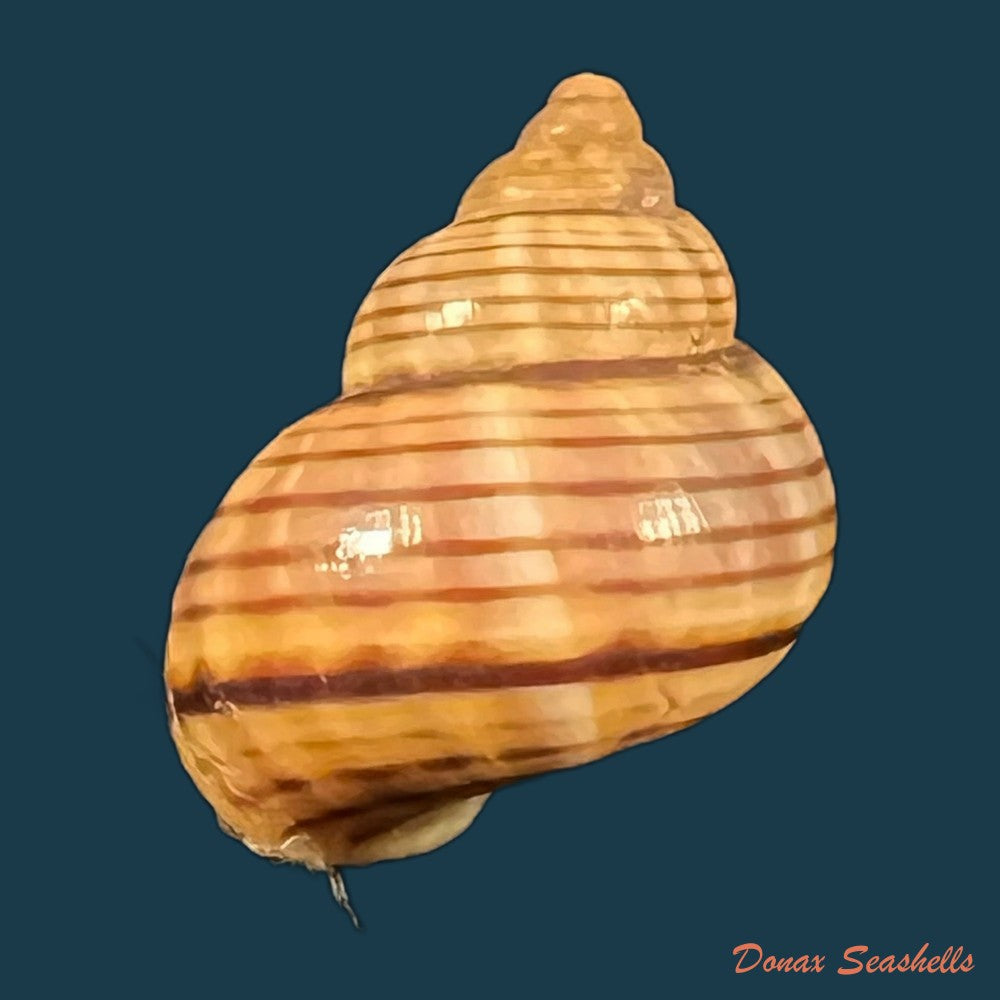 tropidophora-ligata-o-f-muller-1774-18-2mm-copia