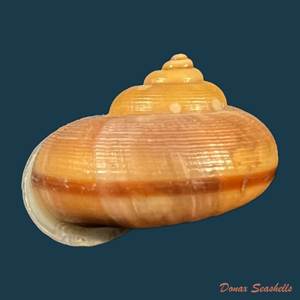 tropidophora-semidecussata-var-macareae-petit-de-la-saussaye-1853-23-7mm-copia