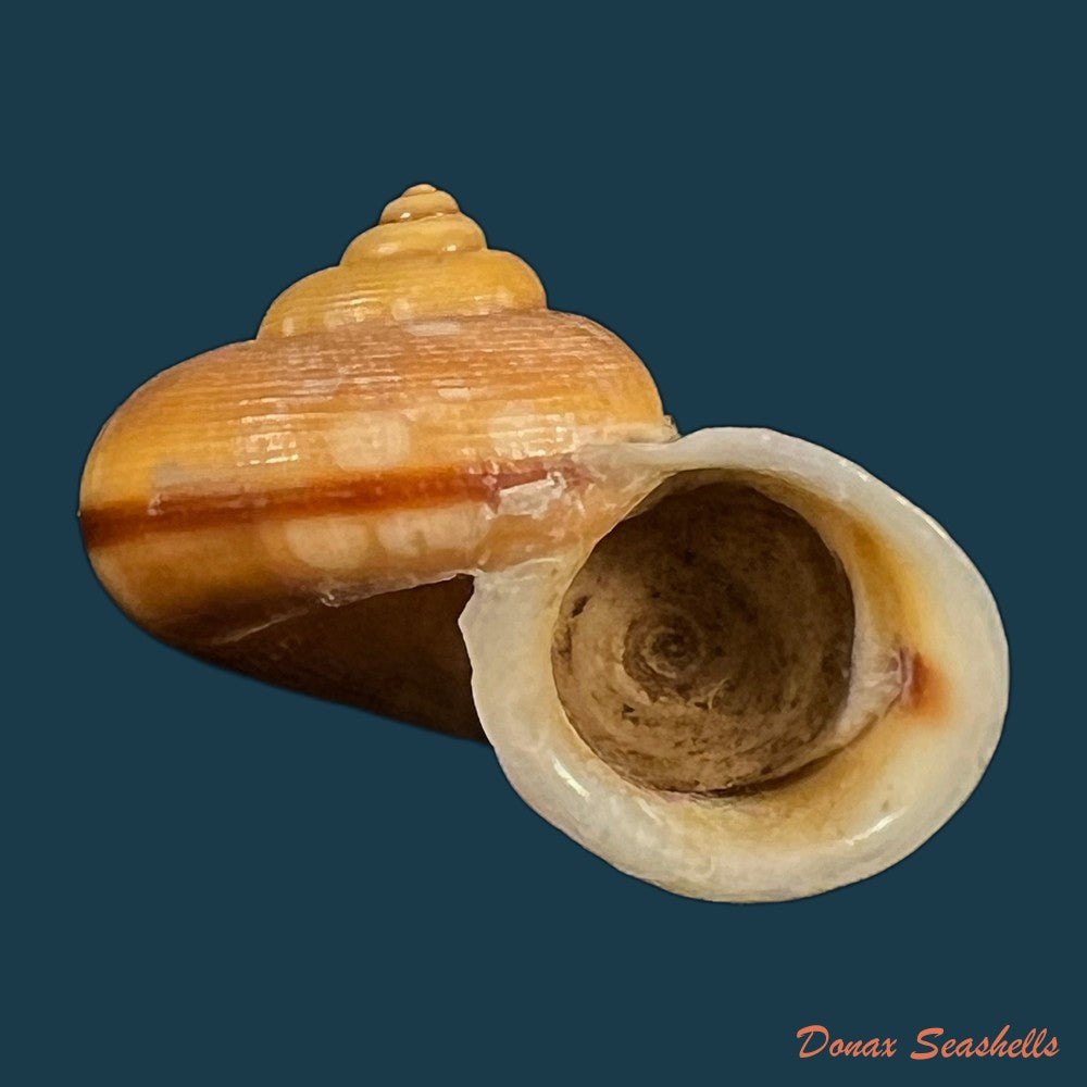 tropidophora-semidecussata-var-macareae-petit-de-la-saussaye-1853-23-7mm-copia
