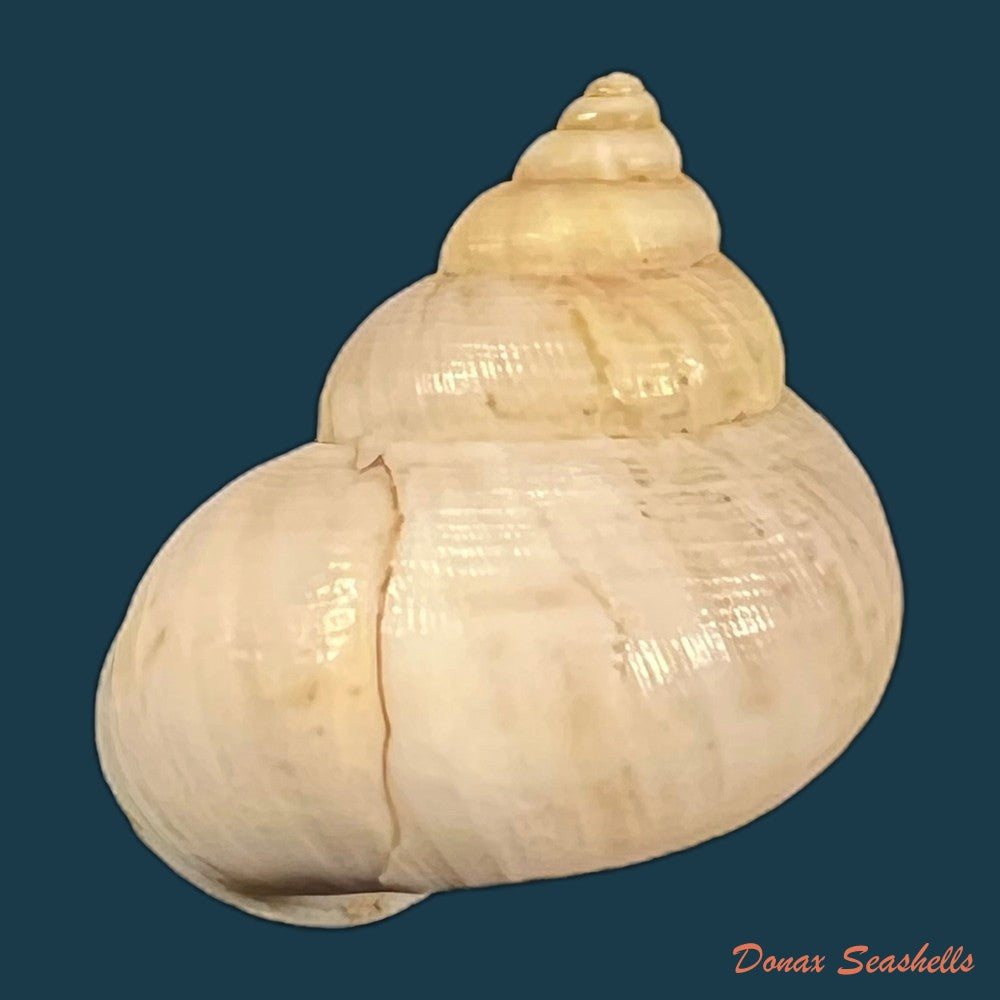 tropidophora-tricarinata-var-chenui-fischer-piette-1949-30-2mm-copia