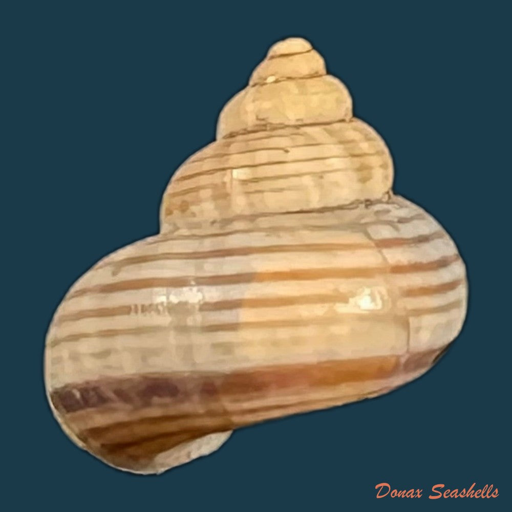 tropidophora-vallorzi-blanc-1971-12-2mm-copia