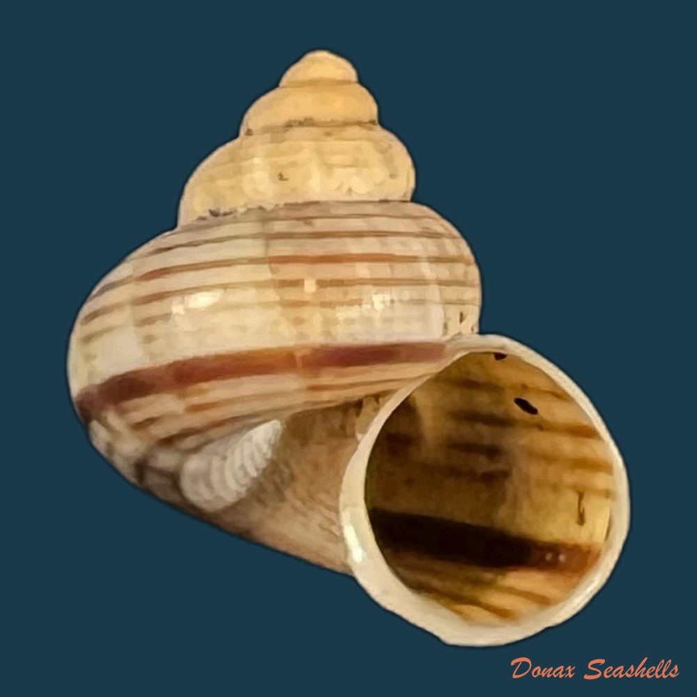 tropidophora-vallorzi-blanc-1971-12-2mm-copia