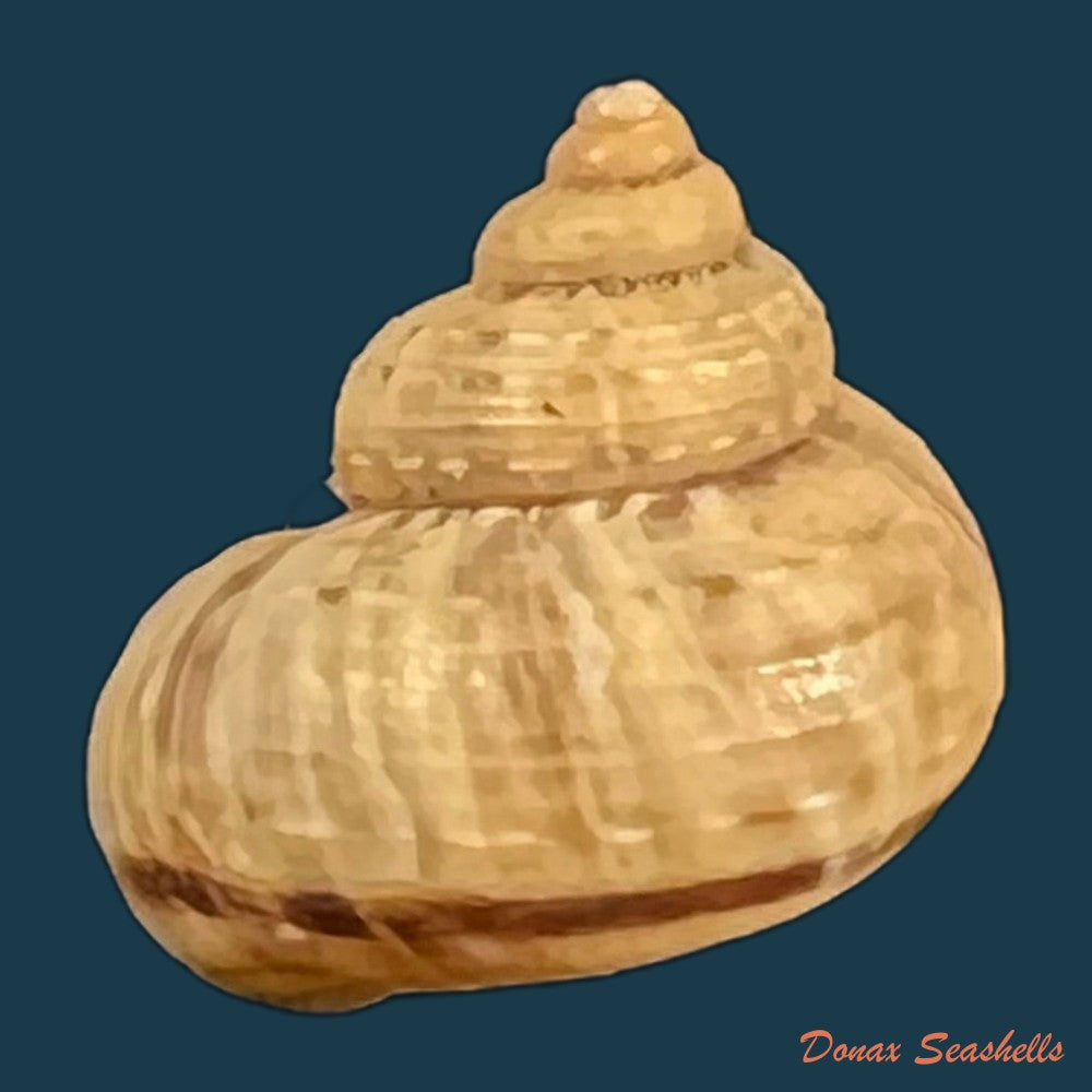 tropidophora-vallorzi-fischer-piette-c-p-blanc-f-blanc-f-salvat-1993-12-9mm-copia-1