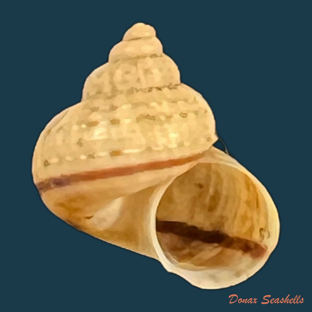 tropidophora-vallorzi-fischer-piette-c-p-blanc-f-blanc-f-salvat-1993-12-9mm-copia-1