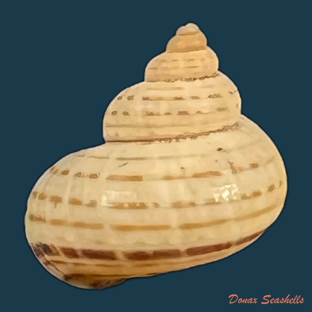 tropidophora-vallorzi-fischer-piette-c-p-blanc-f-blanc-f-salvat-1993-12-9mm-copia-2