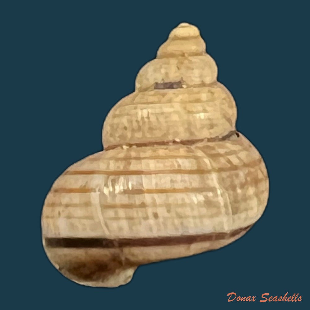 tropidophora-vallorzi-fischer-piette-c-p-blanc-f-blanc-f-salvat-1993-12-9mm-copia