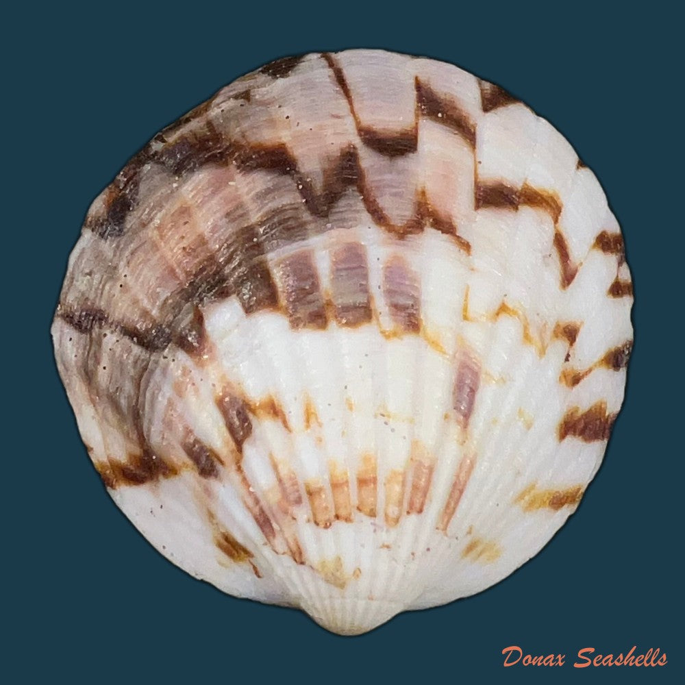 tucetona-pectunculus-linnaeus-1758-35-7mm-copia