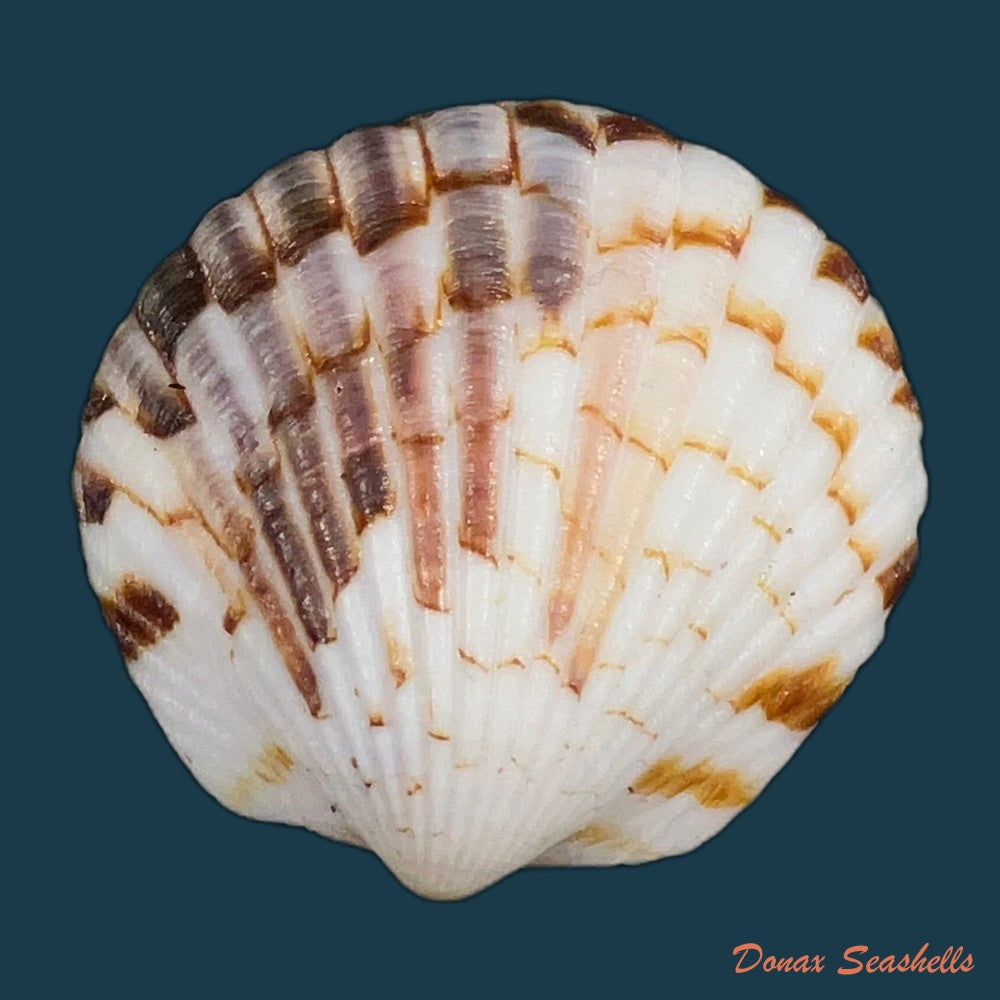 tucetona-pectunculus-linnaeus-1758-38-5mm-copia