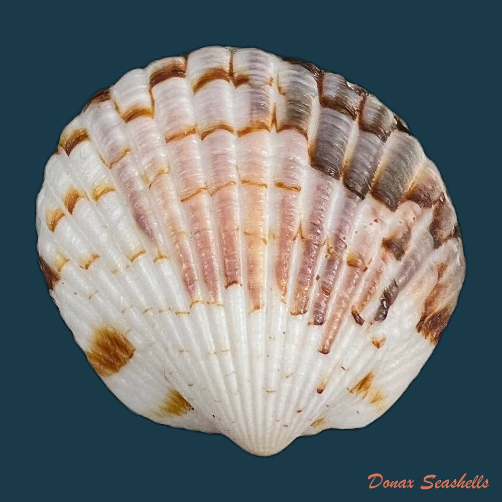 tucetona-pectunculus-linnaeus-1758-38-5mm-copia