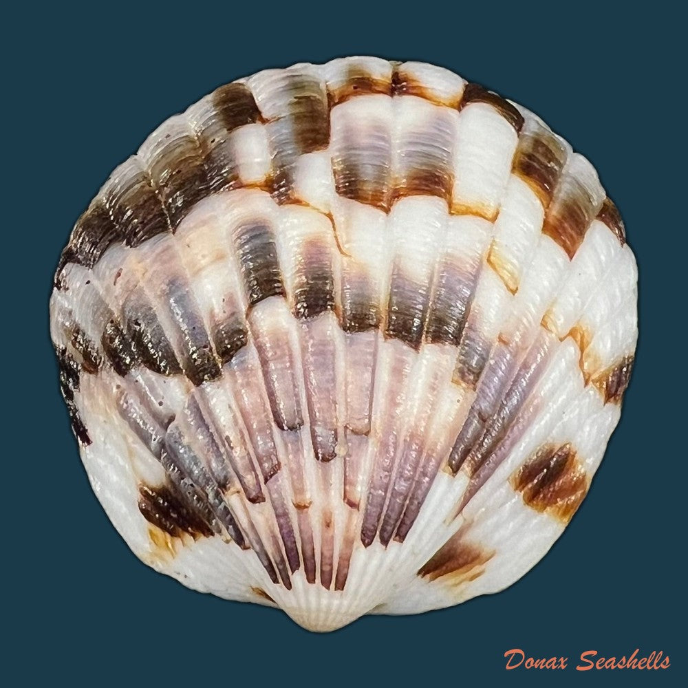 tucetona-pectunculus-linnaeus-1758-44-8mm-copia