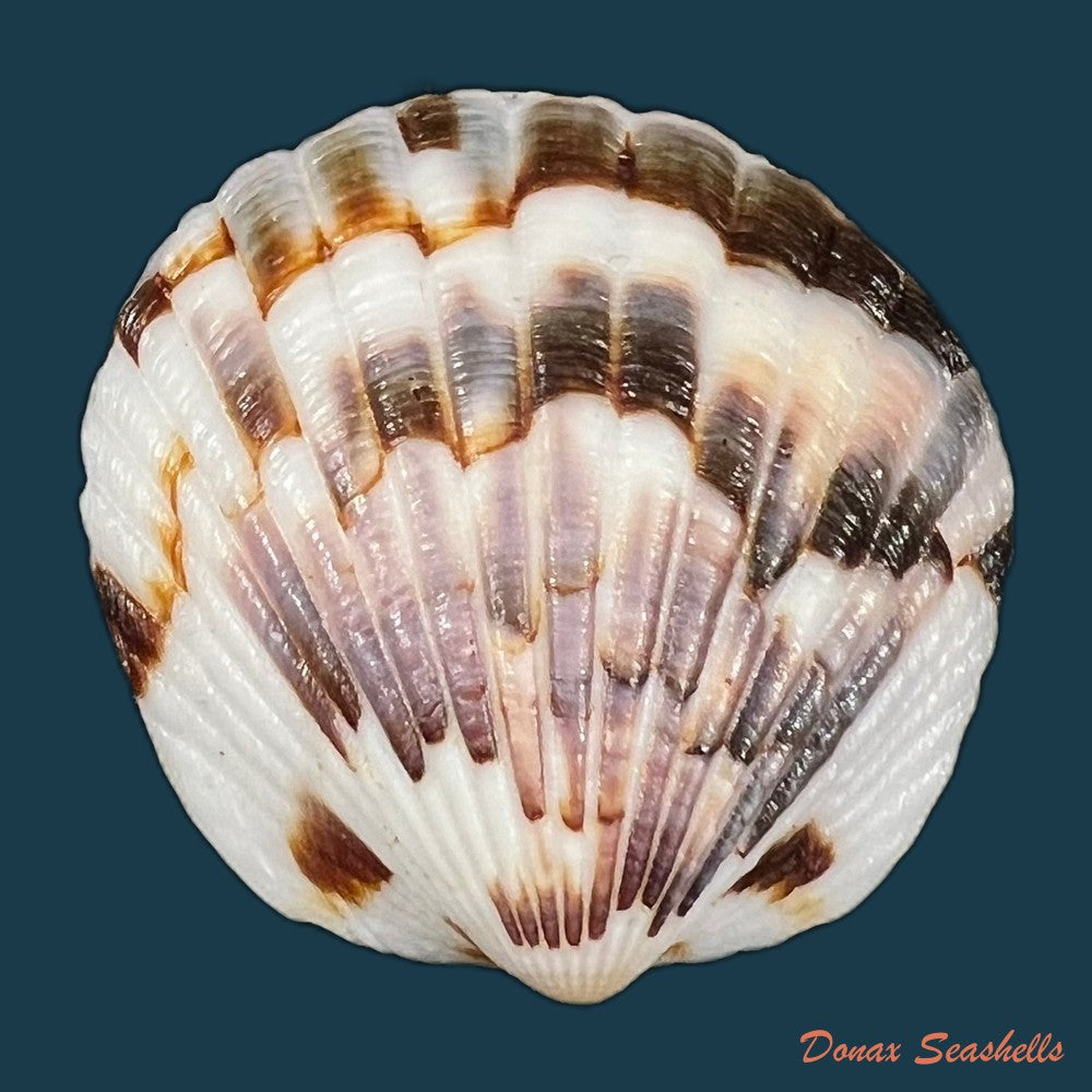 tucetona-pectunculus-linnaeus-1758-44-8mm-copia