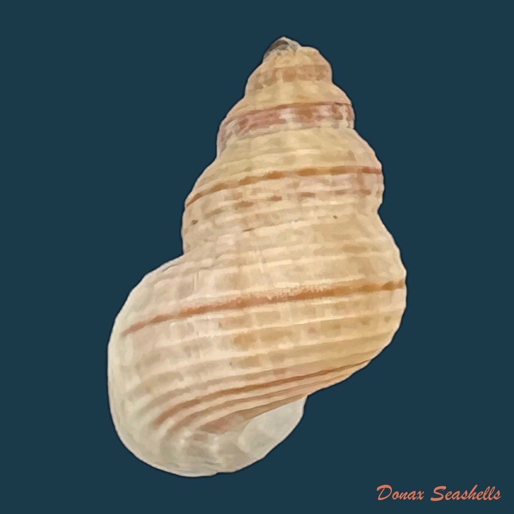 tudora-megacheilos-potiez-michaud-1838-16-5mm-copia