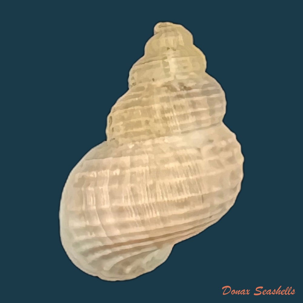 tudora-rupis-h-b-baker-1924-11-2mm-copia