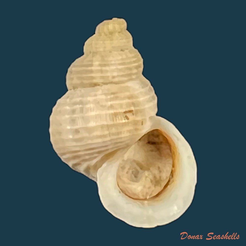 tudora-rupis-h-b-baker-1924-11-2mm-copia