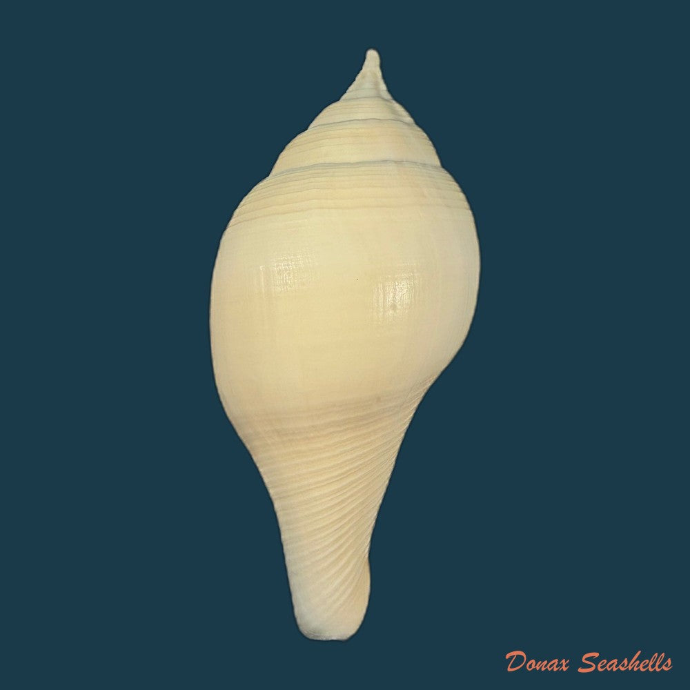 turbinella-laevigata-anton-1838-114-8mm-copia
