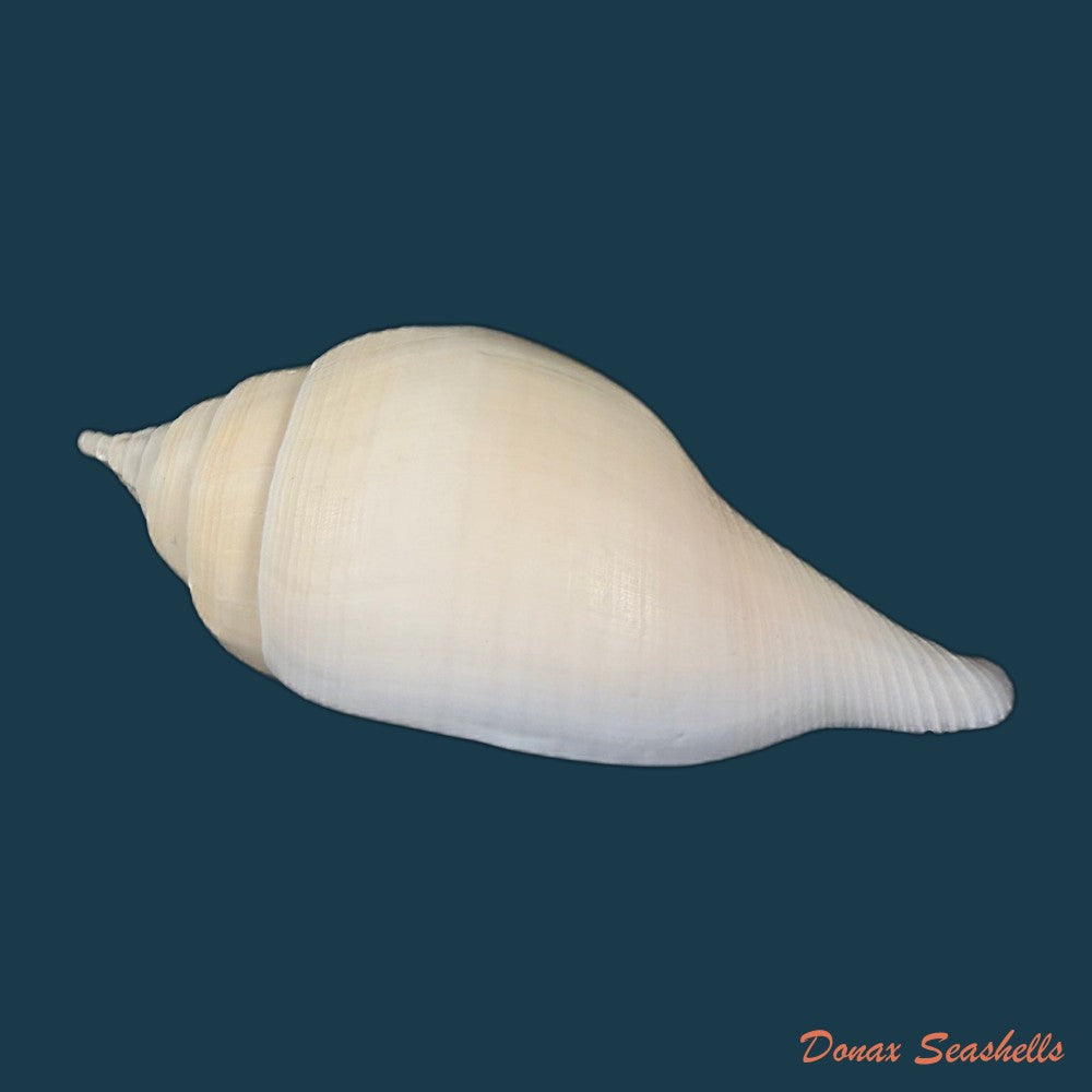 turbinella-laevigata-anton-1838-114-8mm-copia