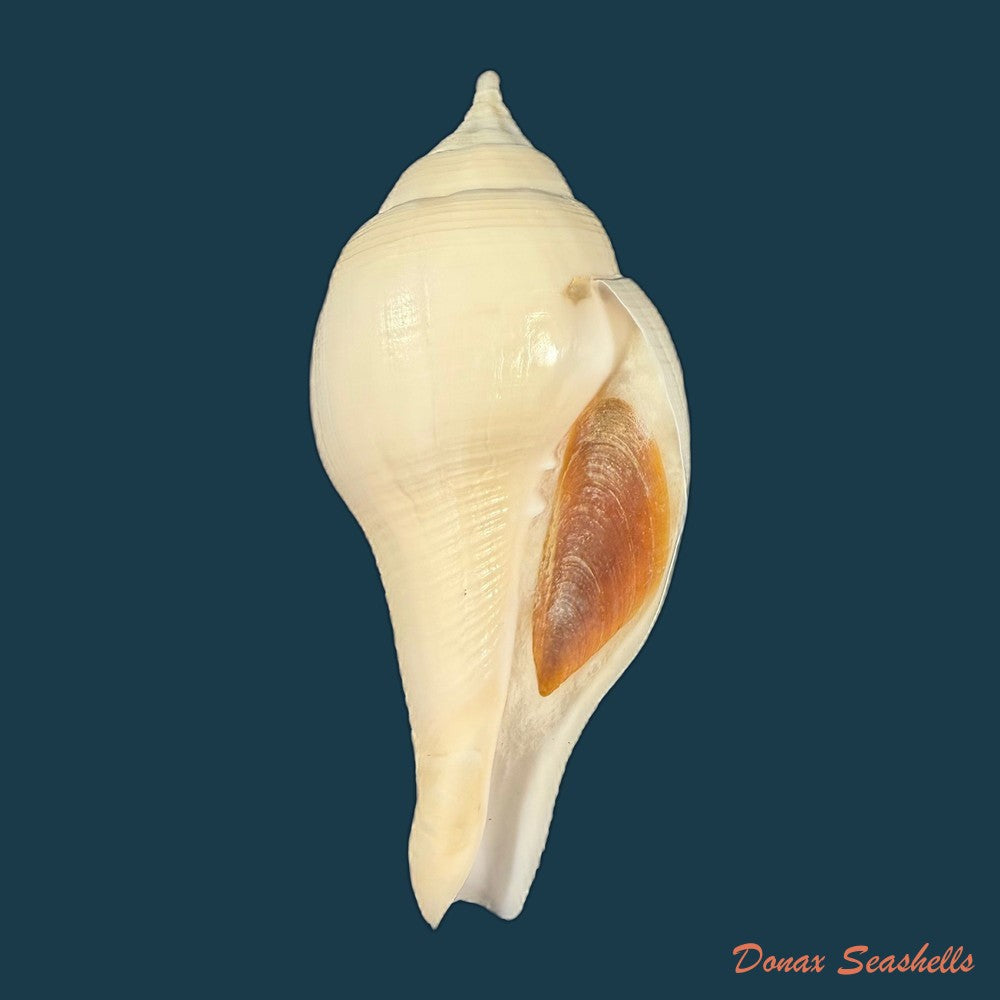 turbinella-laevigata-anton-1838-114-8mm-copia
