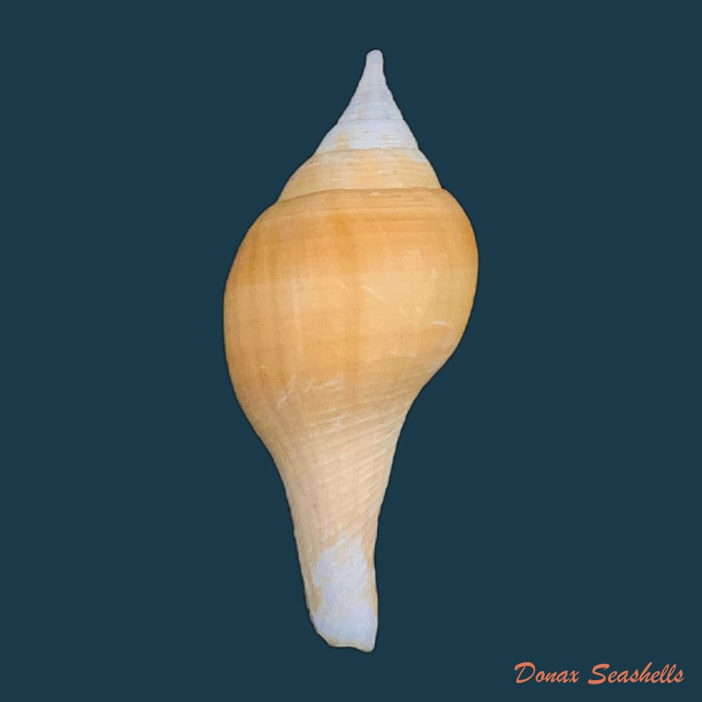 turbinella-laevigata-anton-1838-166-4mm-copia