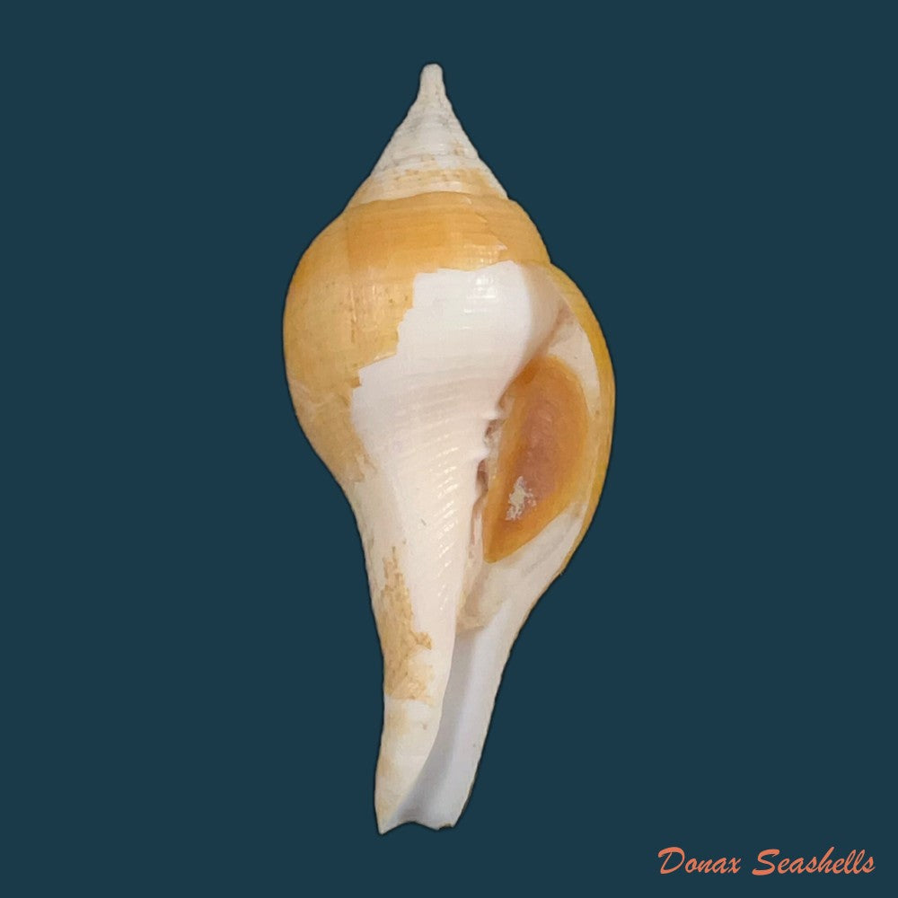 turbinella-laevigata-anton-1838-166-4mm-copia
