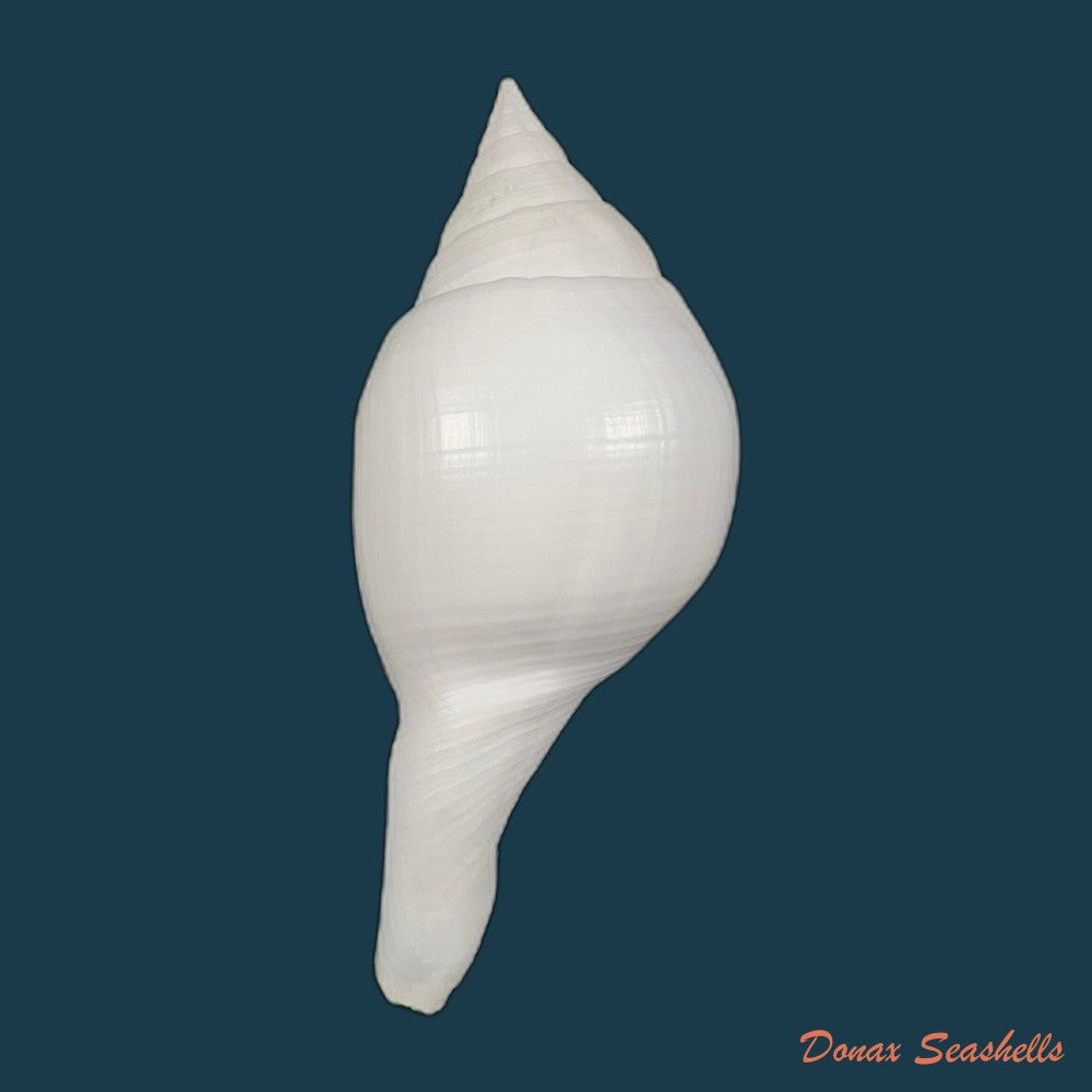 turbinella-laevigata-anton-1838-172-6mm-copia
