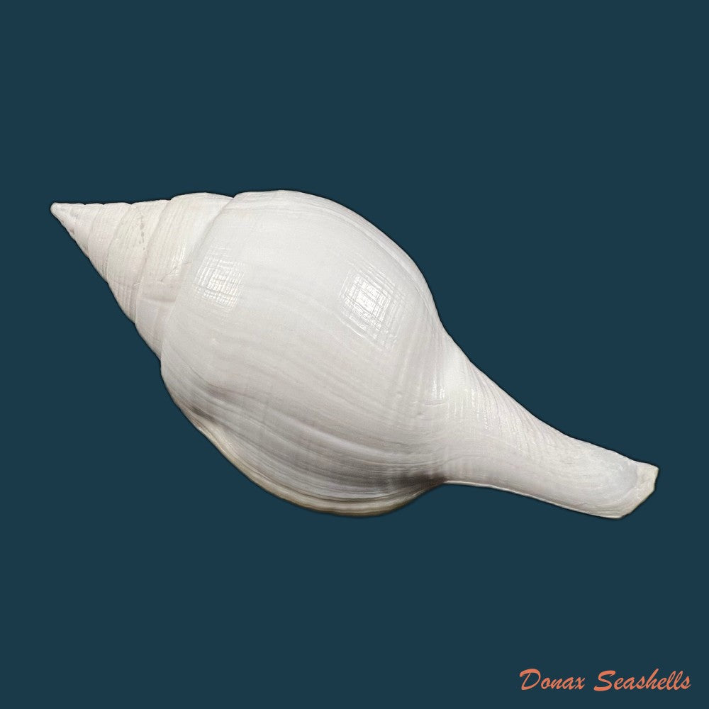 turbinella-laevigata-anton-1838-172-6mm-copia