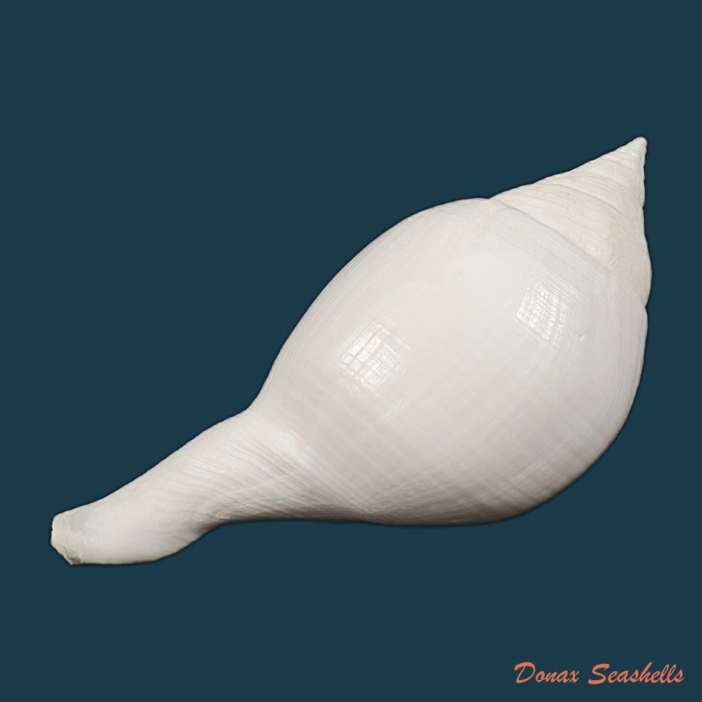 turbinella-laevigata-anton-1838-172-6mm-copia